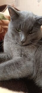 Появление Дымка