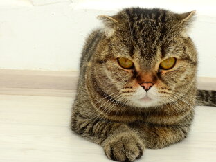 жизнь Бисквита