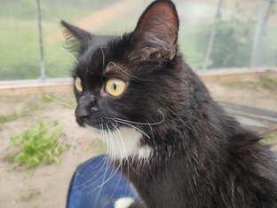 Киса на даче