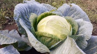 Наша капуста