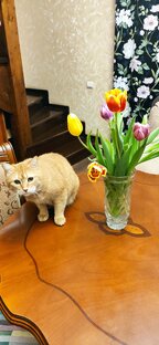 Моя кошка Маська