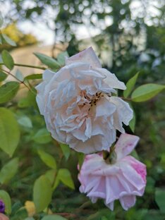 Сад, огород