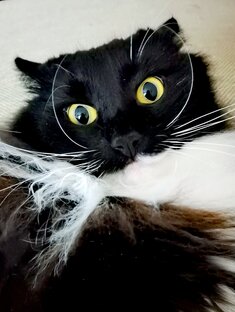 Мой маркиз