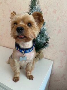 группа "МИКРОША" на фото Есик! он ищет дом!