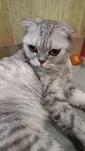 Моя кошечка