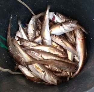 Рыболов-подвох.