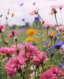 Летние стихи