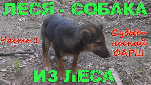 Леся - собака из леса