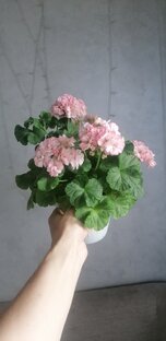 РАСТИМ КРАСИВЫЙ КУСТ! 