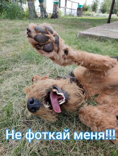 Эрдельтерьер Барби