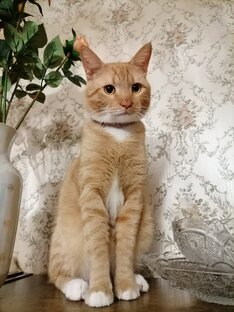 кот Рыжик (Рыжуля)