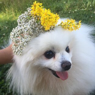 Мой пёс