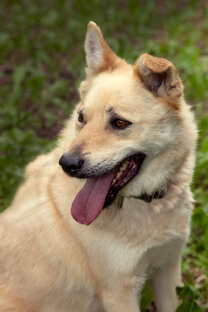 Ищут дом 🏡