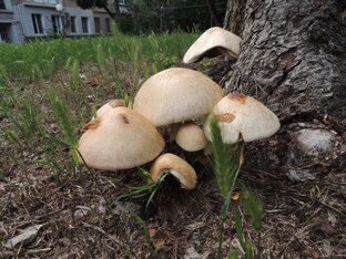 Вольвариеллы