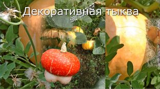 Огород при доме