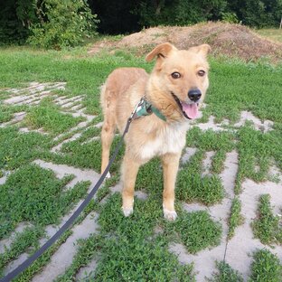 Самые послушные