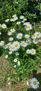 Каникулы на даче