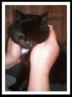 Чёрный котёнок