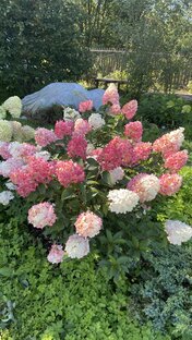 Метельчатые гортензии