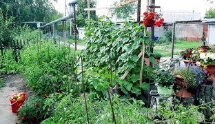 Наш огородик под окном