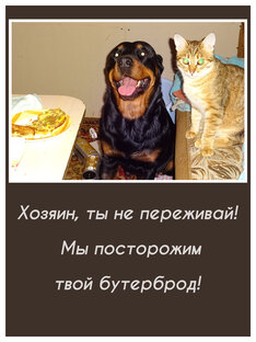 Мемы. Открытки 🐶🐱