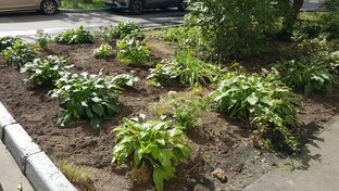 Городская клумба