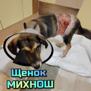 Щенок МИХНОШ, с разрезанной спиной...