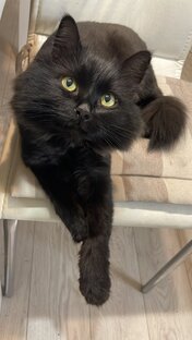 Котяо