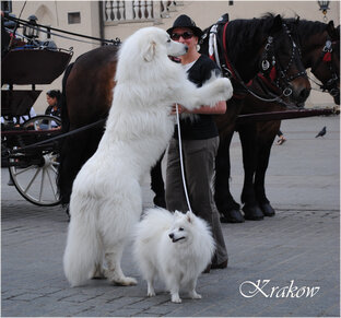 Путешествия с собаками
