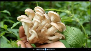 Лесные приключение