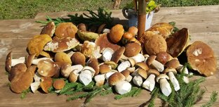 Летний слой белых 2023