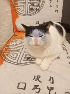 Подборка с кошками