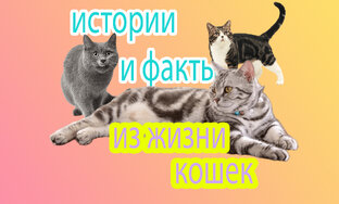 Истории и факты из жизни кошек