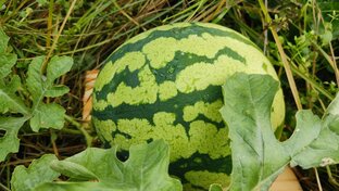 Выращивание Арбуза