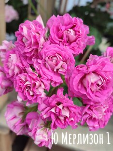 💕Пеларгония 