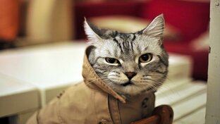 "Котовские шалости: Веселые приключения мурчащих комиков!"