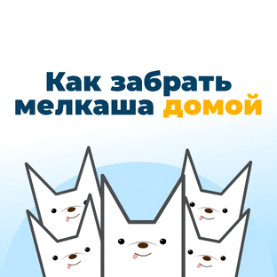 Как забрать собаку 