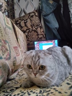 Котик