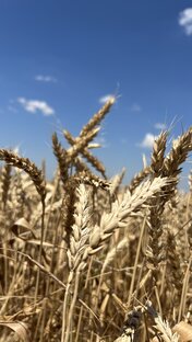 Уборка урожая