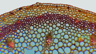 Срезы растений и прочее