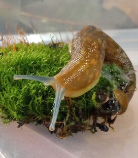 Слизень Никанор 