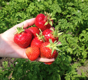 Готовим из клубники