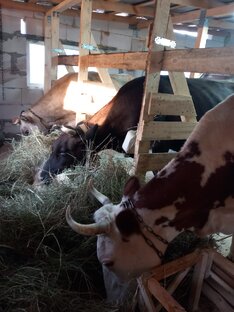 Наши умнички коровушки