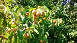 Противоречия и особенности юга.