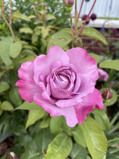 Розы, уход и композиции.