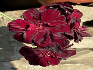 Пересадка растений 