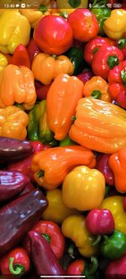 Выращивание перцев от посева до урожая