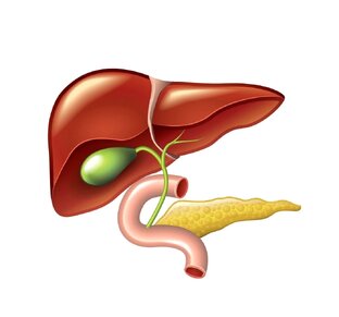 Желчный пузырь