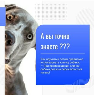 Как научиться собаку командам