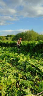 Гектар борщевика Сосновского. Как быть?!